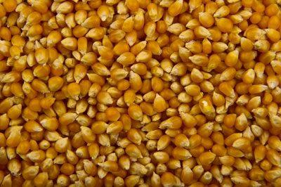 Кукурузные зерна