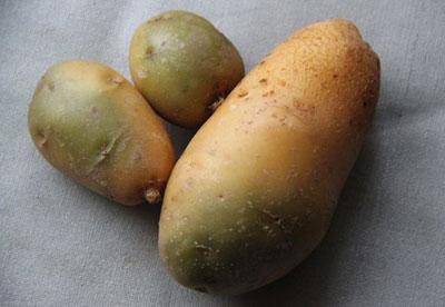 Отравление соланином в картофеле и других продуктах
