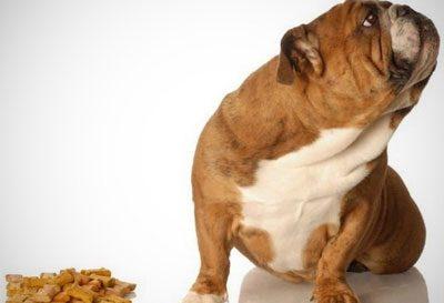 Отказ собаки от еды