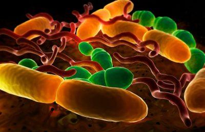 Болезнетворные бактерии в организме 
