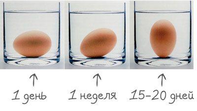 Проверка свежести яиц