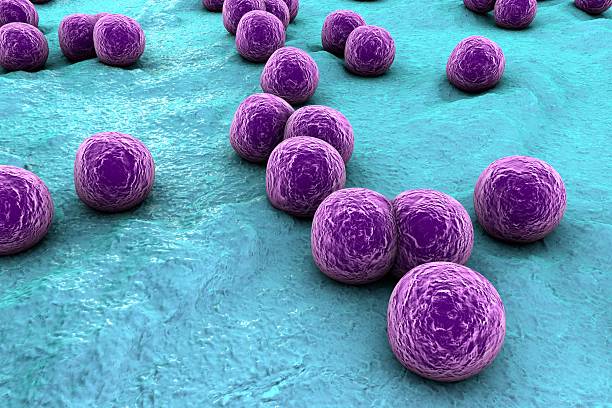 Staphylococcus-Aureus.jpg