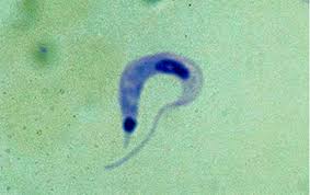 Trypanosoma-cruzi2.jpg