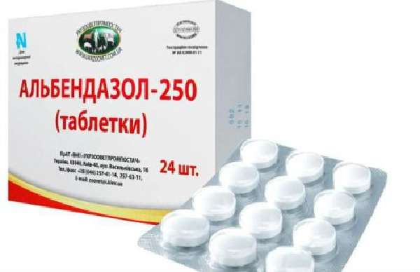 alveokokkoz-7-500x323.jpg