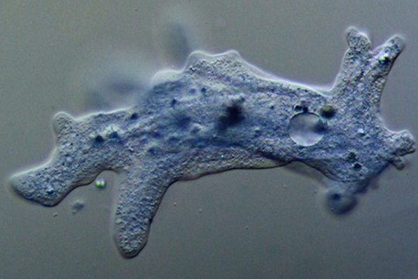 amoebaproteus-1024x605.jpg