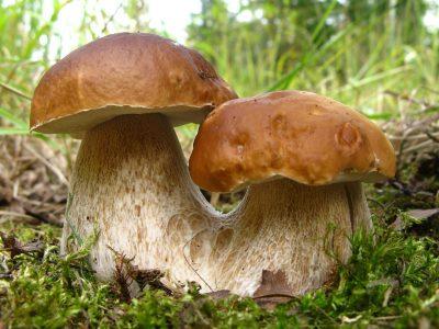 Симптомы и лечение отравления белыми грибами
