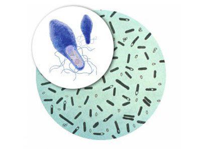 Микроб ботулизма