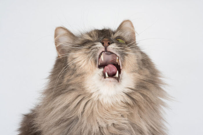 cat-sneezes-CVETS.jpg