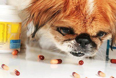Собака и таблетки