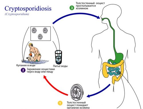 cryptosporidiosis-01-500x381.jpg