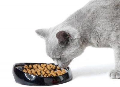 Диетическое питание для кошек