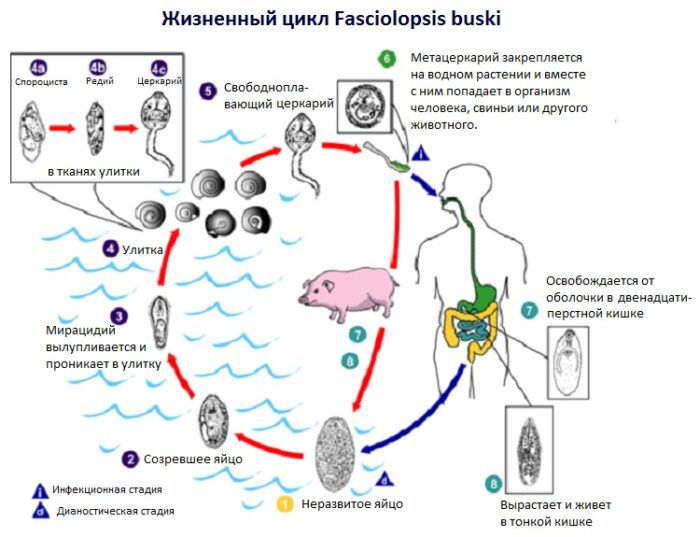 f_buski_jiznnennuy_cykl.jpg