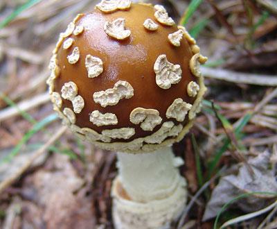 Какие ядовитые грибы прячутся в российских лесах