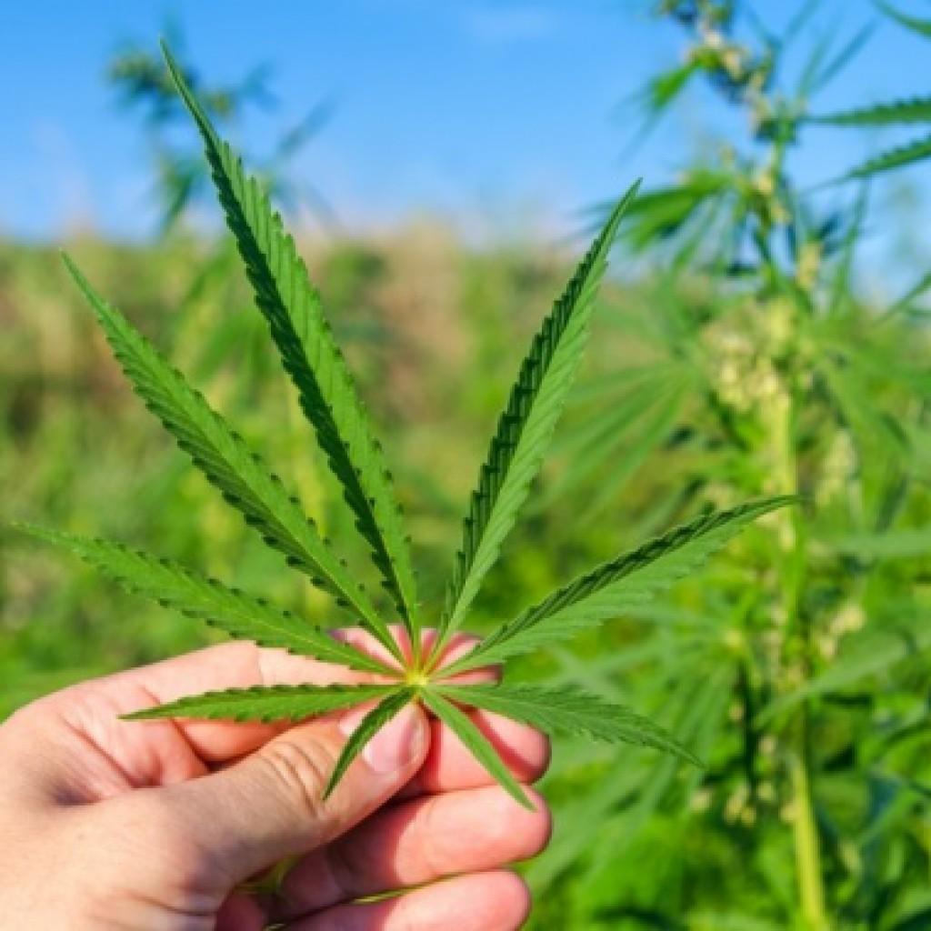 Конопля трава для курения адлер марихуана