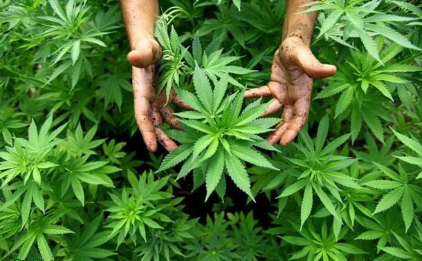 как посадить марихуана