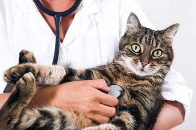 Особенности промывания желудка кошкам в домашних условиях