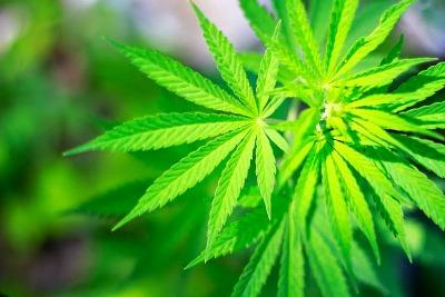 Симптомы передозировки коноплей как найти марихуану в москве