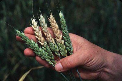 Микотоксины в пшенице