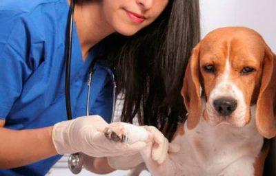 Обследование собаки у ветеринара