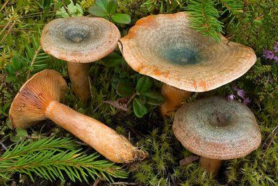 Симптомы отравления грибами рыжиками