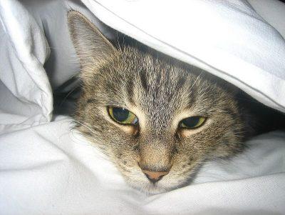 Симптомы и лечение сальмонеллеза у кошек