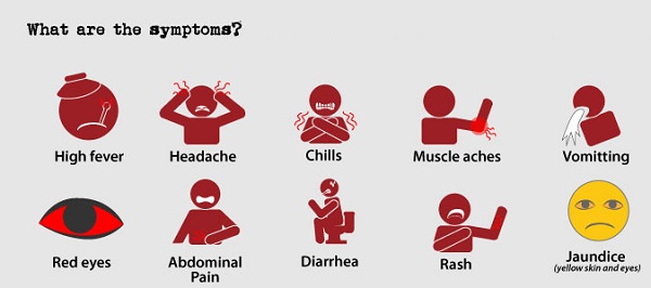 simptomy-leptospiroza-cheloveka.jpg