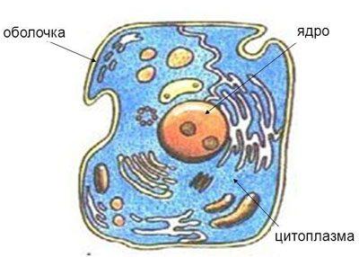 Строение клетки