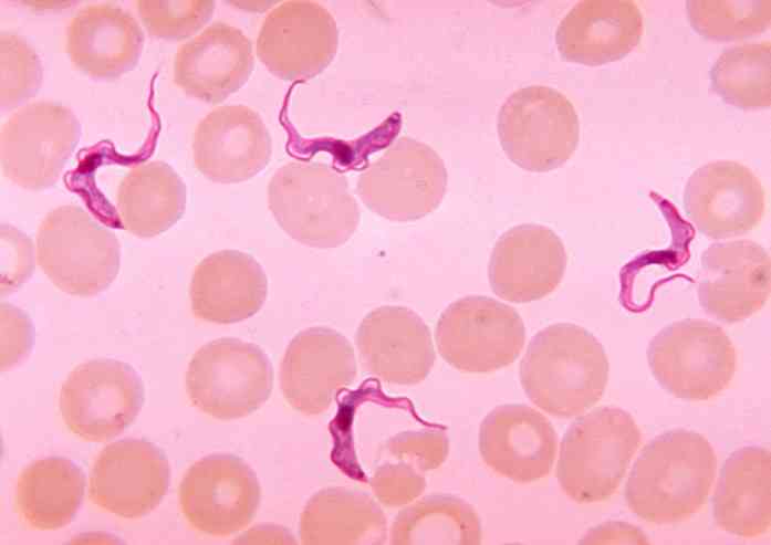 trypanosoma-brucei-caractersticas-morfologa-ciclo-biolgico-sntomas.jpg