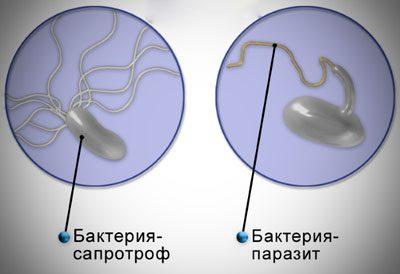 Бактерииь сапрофиты
