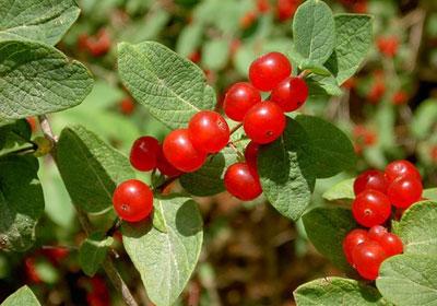 Волчья ягода- фото и описание, как выглядит кустарник, полезные свойства растения